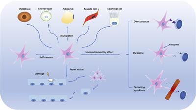 Mesenchymal Stem Cells: Allogeneic MSC May Be Immunosuppressive but Autologous MSC Are Dysfunctional in Lupus Patients